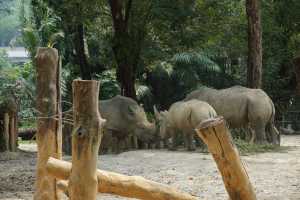 WHITE-RHINOCEROS (9)